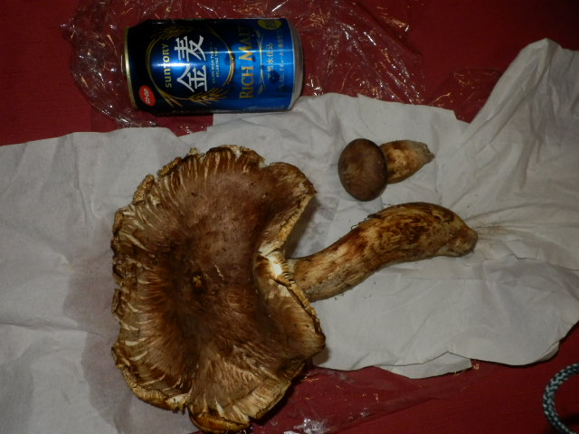 松茸.JPG