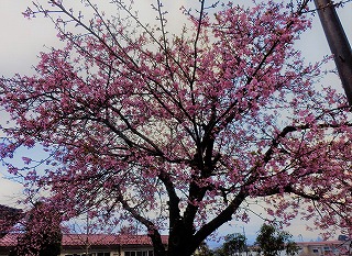 8桜.jpg
